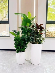 想租盆景？宁波余姚这里价格超实惠，别错过！